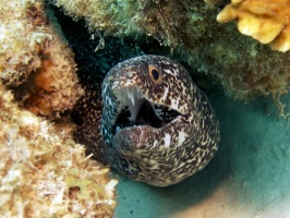 IMG 4069 Spotted Moray